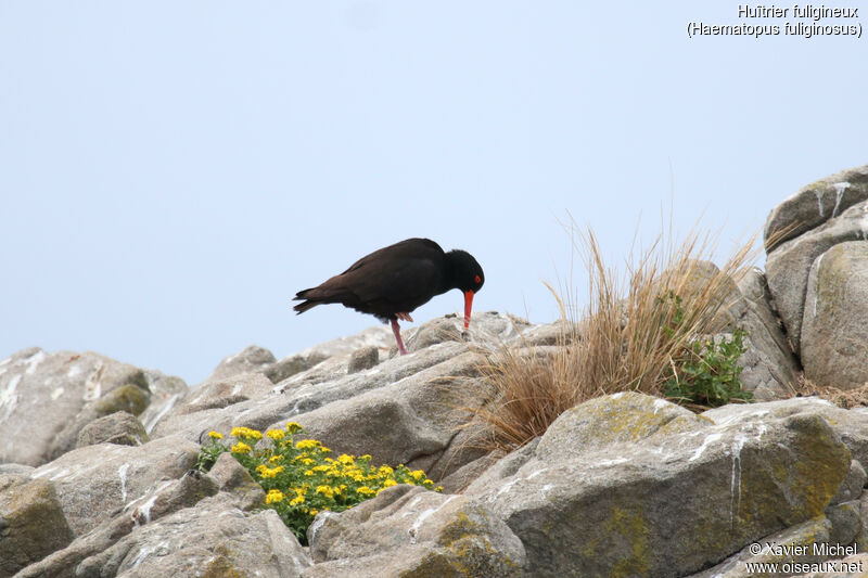 Sooty Oystercatcheradult