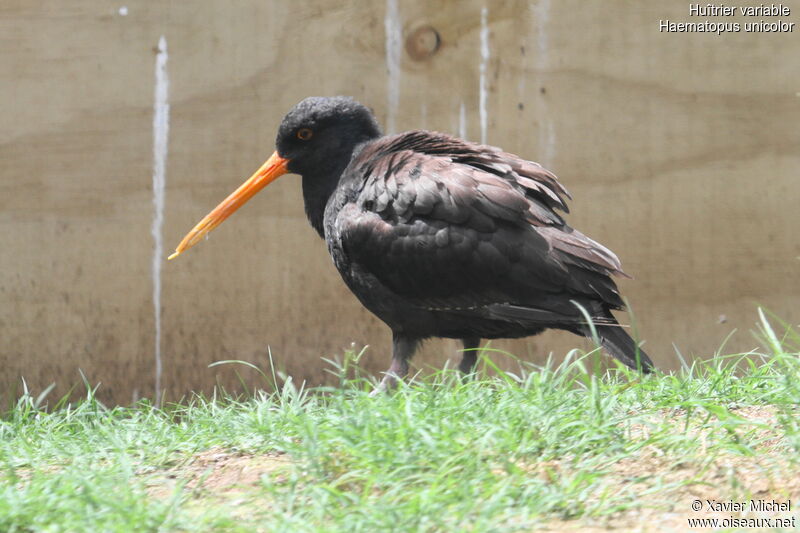 Variable Oystercatcher