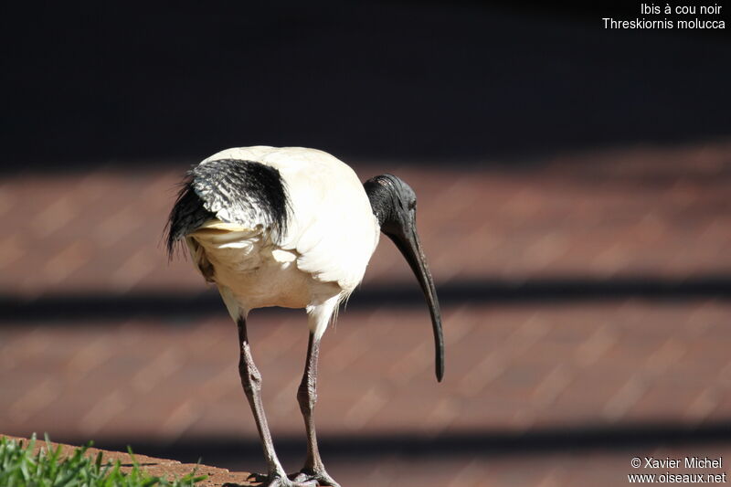 Ibis à cou noir mâle, identification