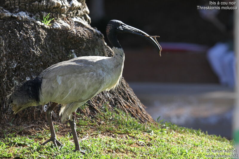 Ibis à cou noir