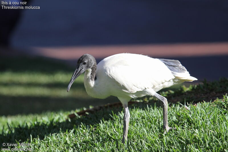 Ibis à cou noir femelle immature