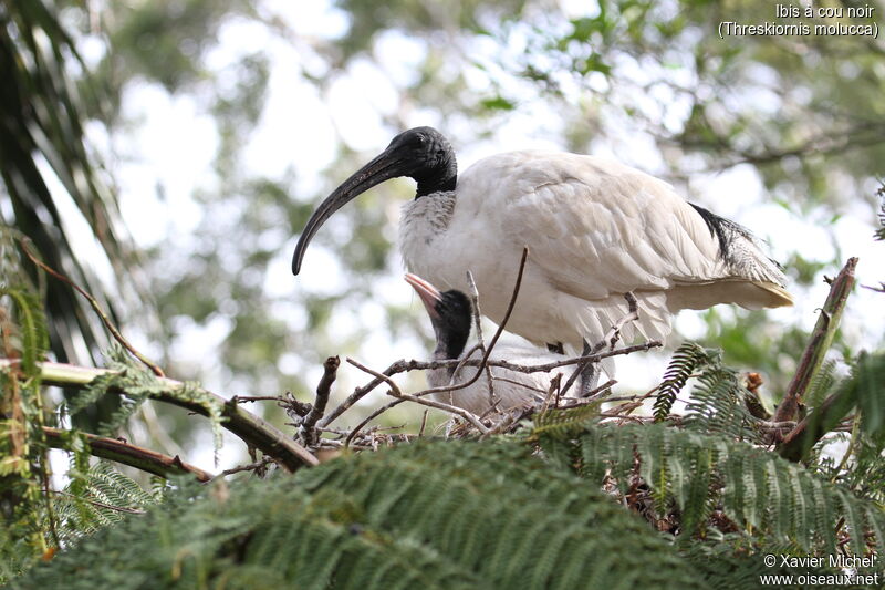 Australian White Ibis, Reproduction-nesting