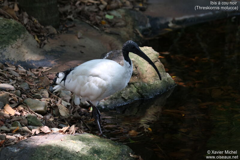 Australian White Ibisadult