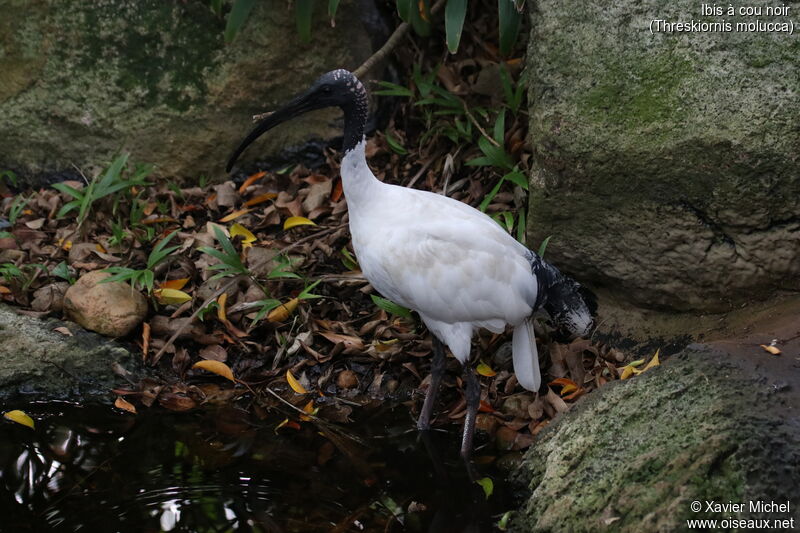 Australian White Ibisadult