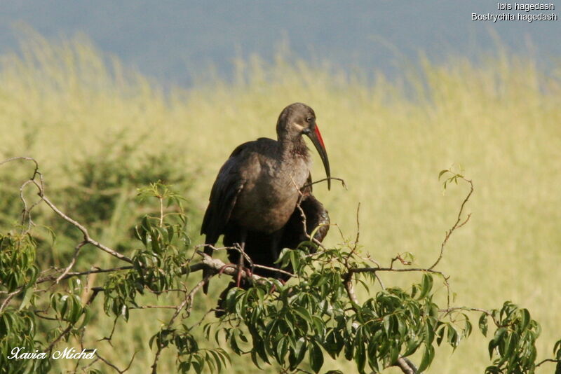 Hadada Ibis