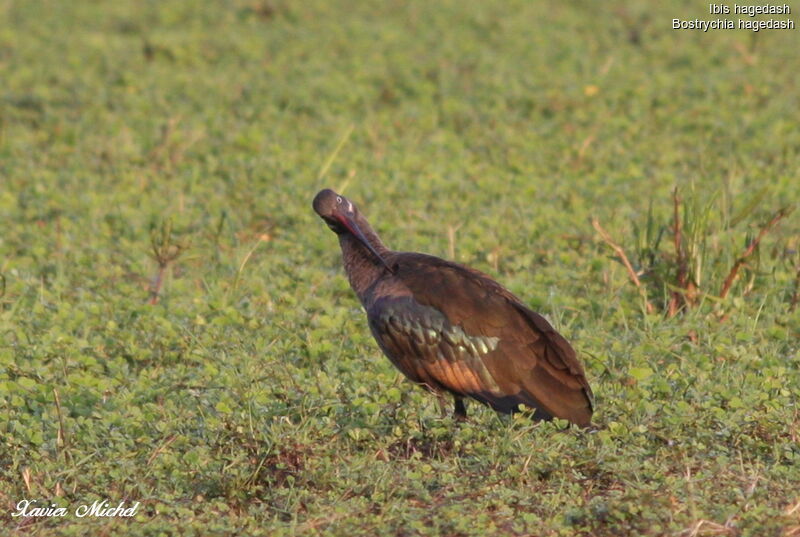 Ibis hagedash