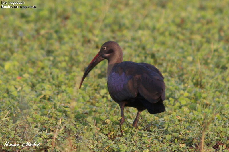 Hadada Ibis