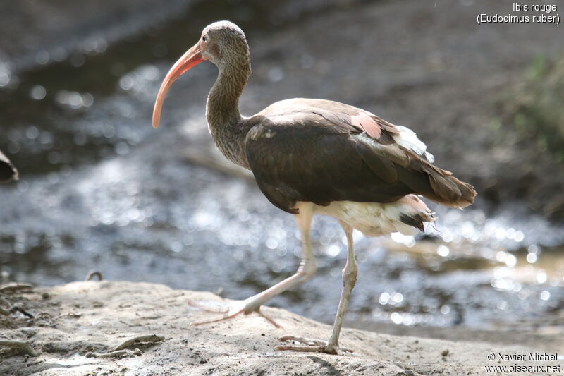 Ibis rougejuvénile