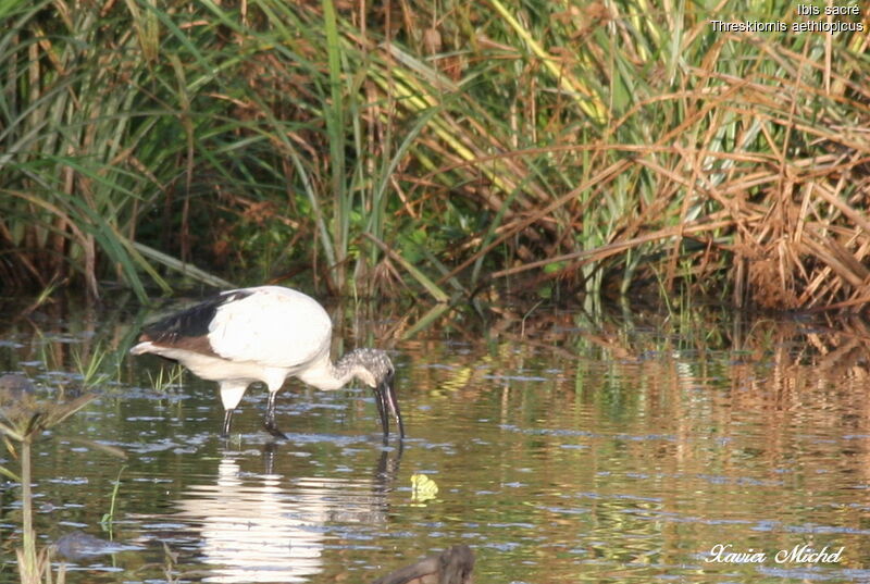 Ibis sacré