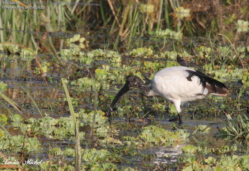 African Sacred Ibis