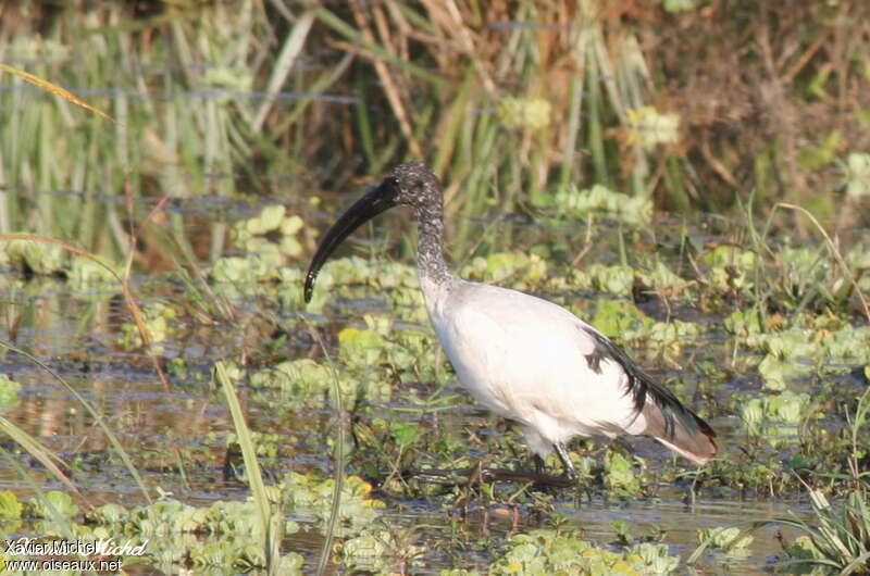 Ibis sacréimmature, identification