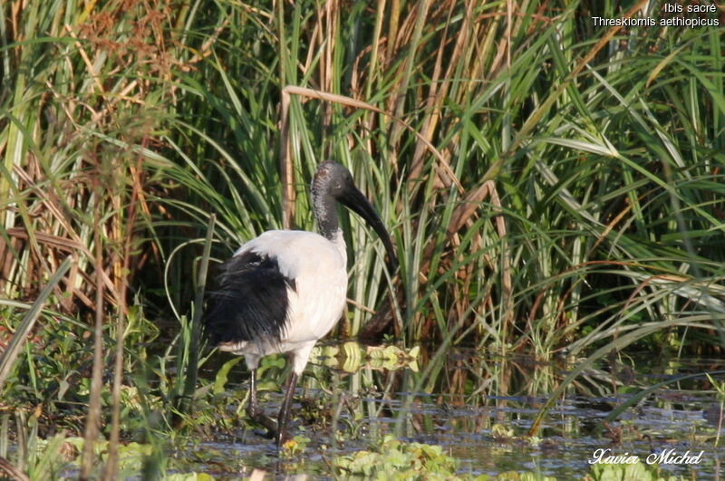 African Sacred Ibis