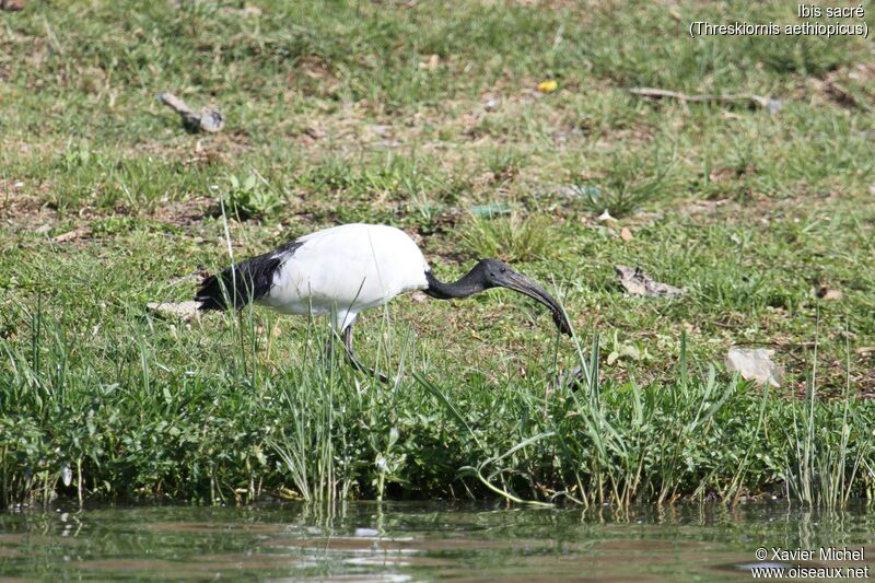 African Sacred Ibis