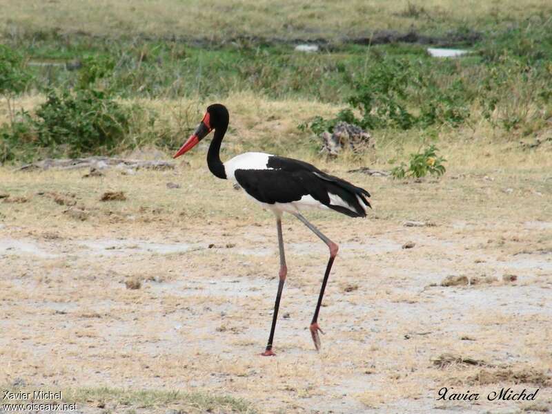 Saddle-billed Stork male adult, pigmentation, walking