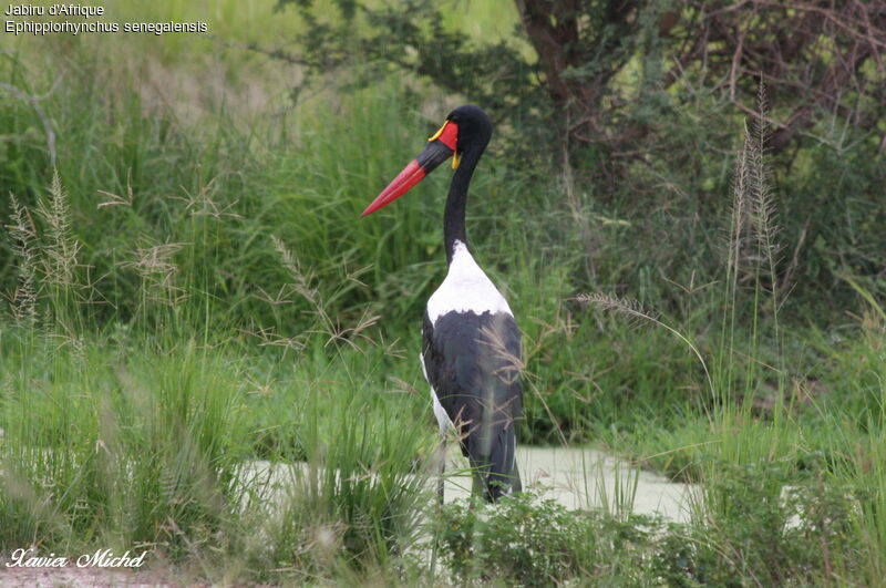 Jabiru d'Afrique