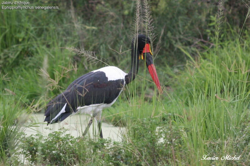 Saddle-billed Stork