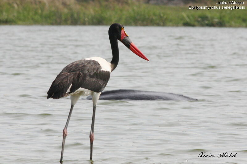 Saddle-billed Stork