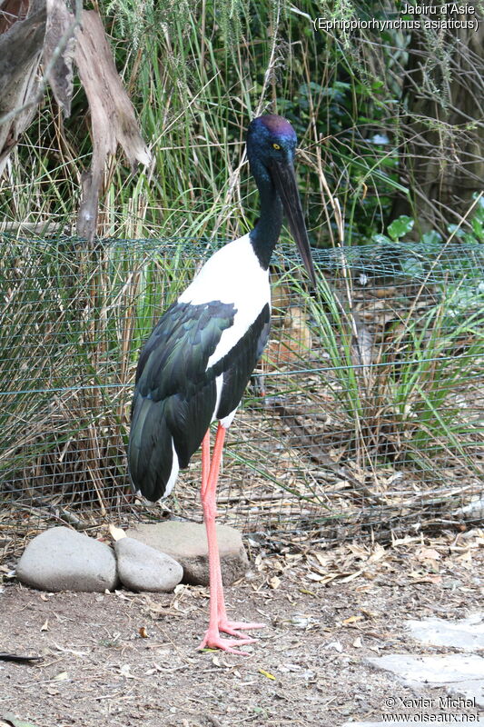 Jabiru d'Asieadulte, identification