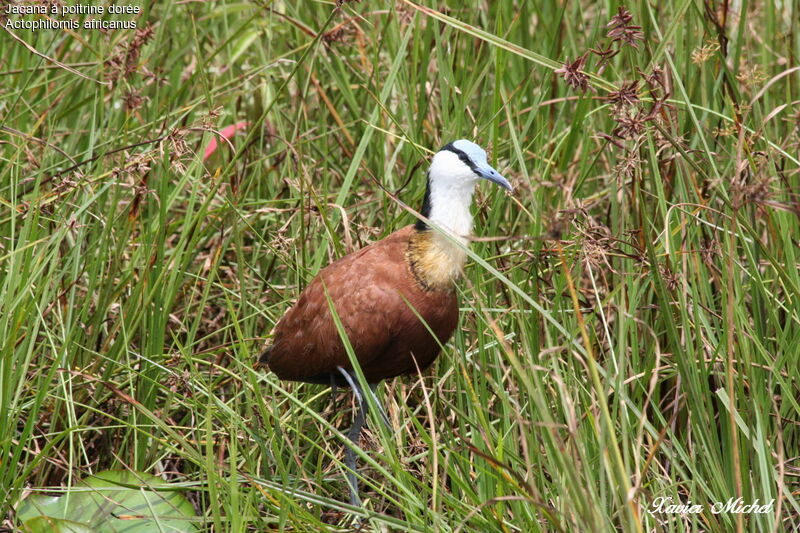 Jacana à poitrine dorée