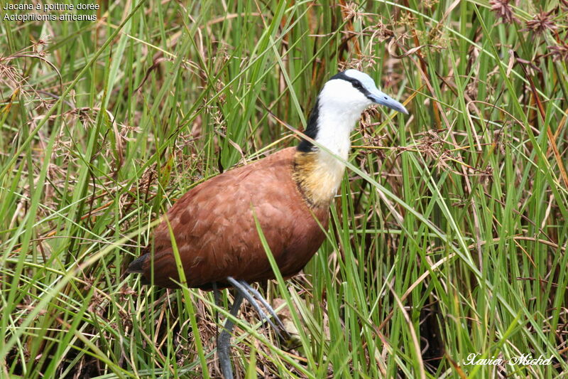 Jacana à poitrine dorée