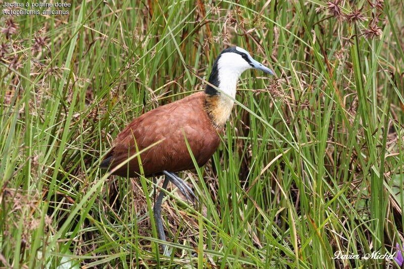 African Jacana