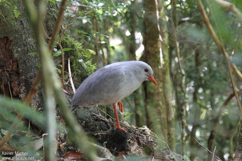 Kagou huppéadulte, identification