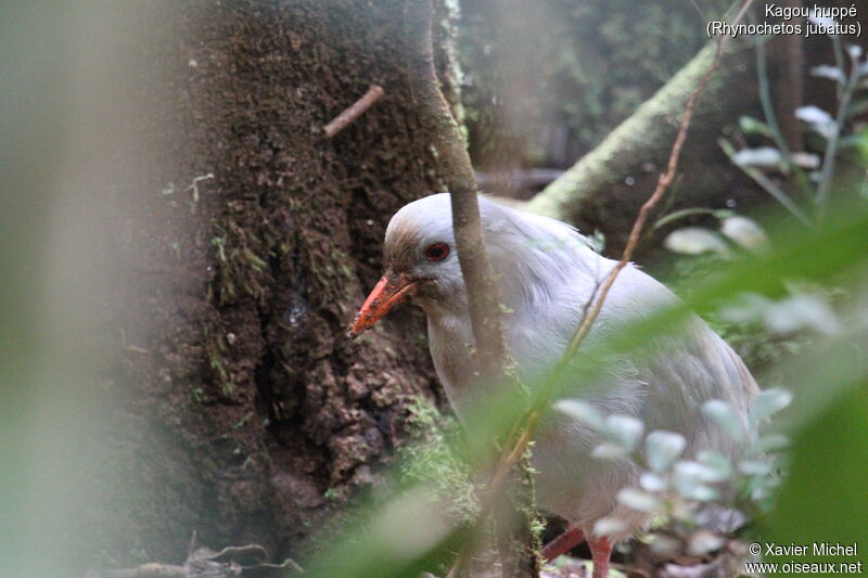 Kagu