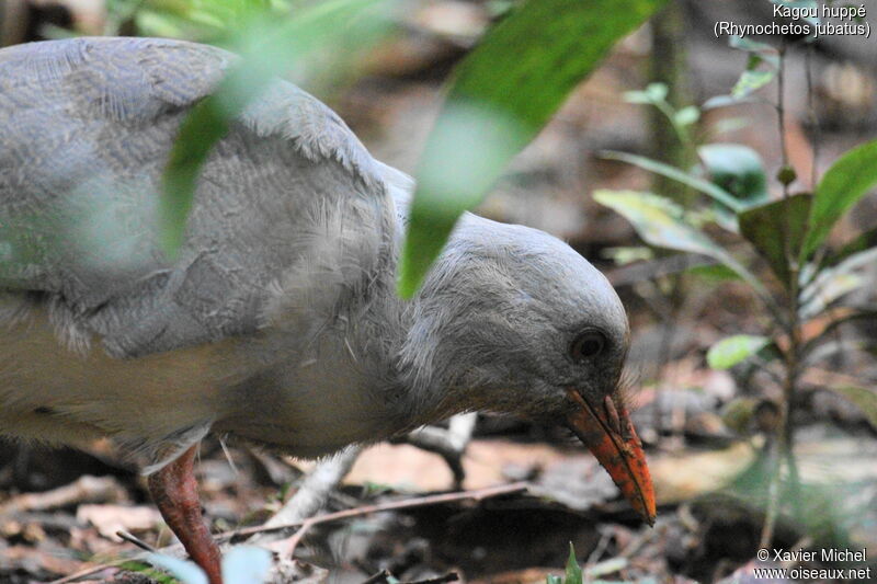 Kagu