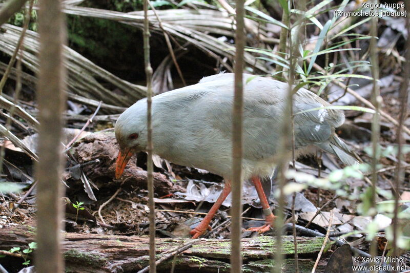 Kagu