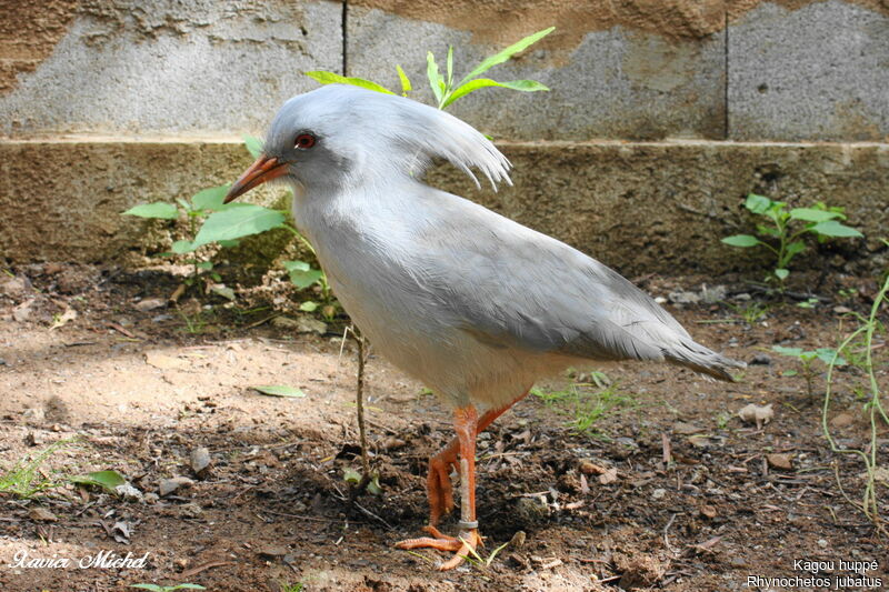 Kagou huppéadulte, identification