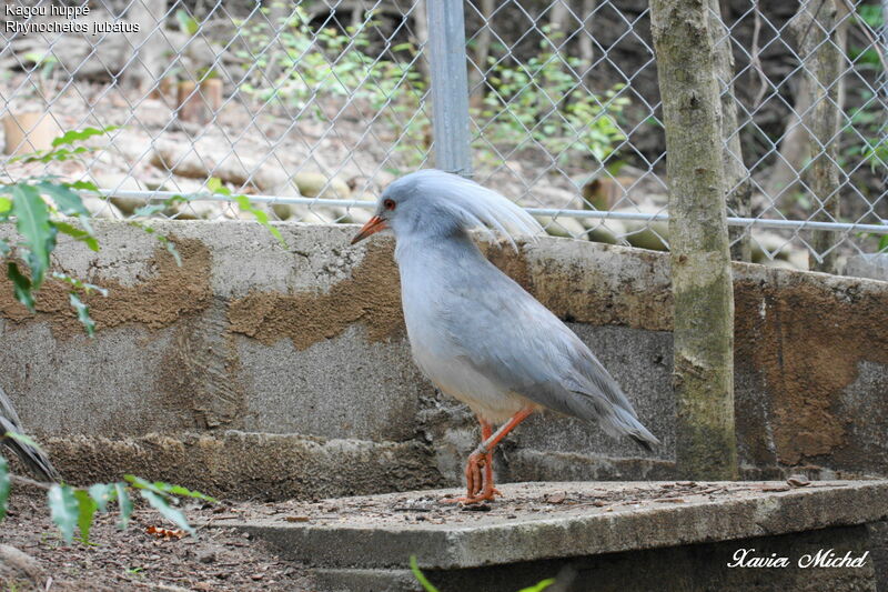 Kagou huppéadulte, identification