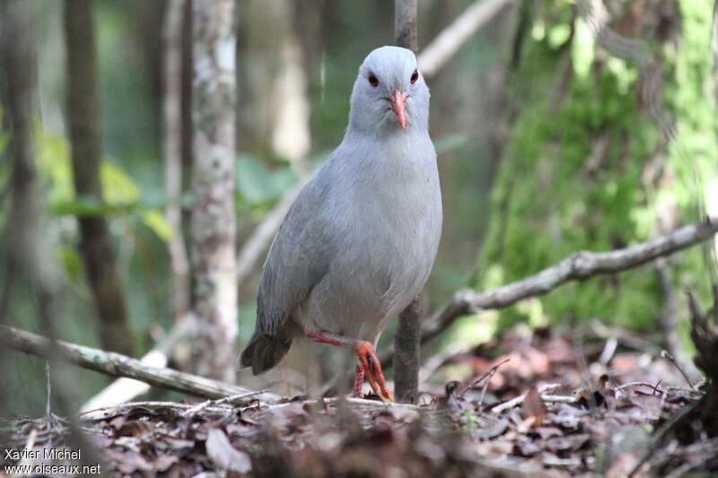 Kagu, Behaviour