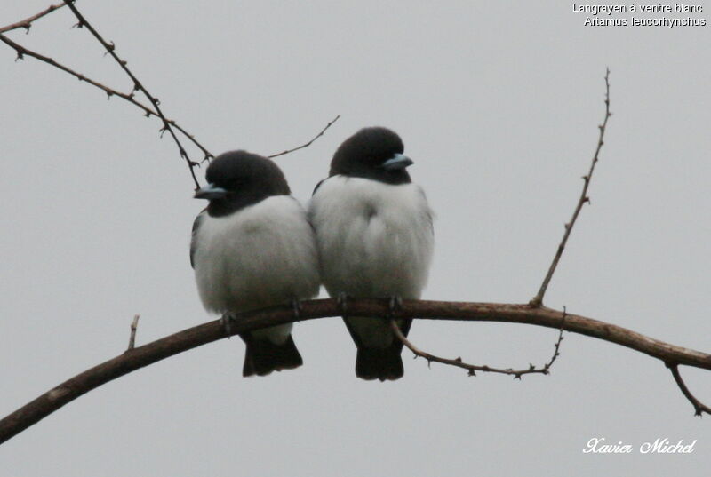 White-breasted Woodswallow