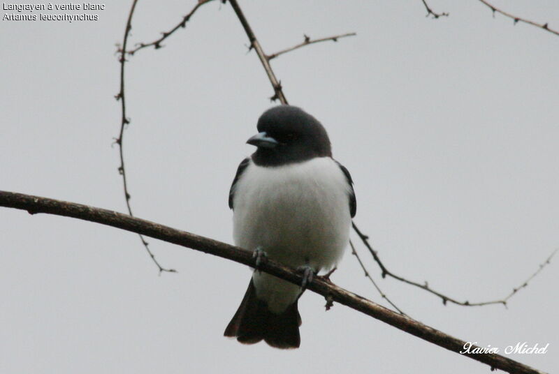 White-breasted Woodswallow