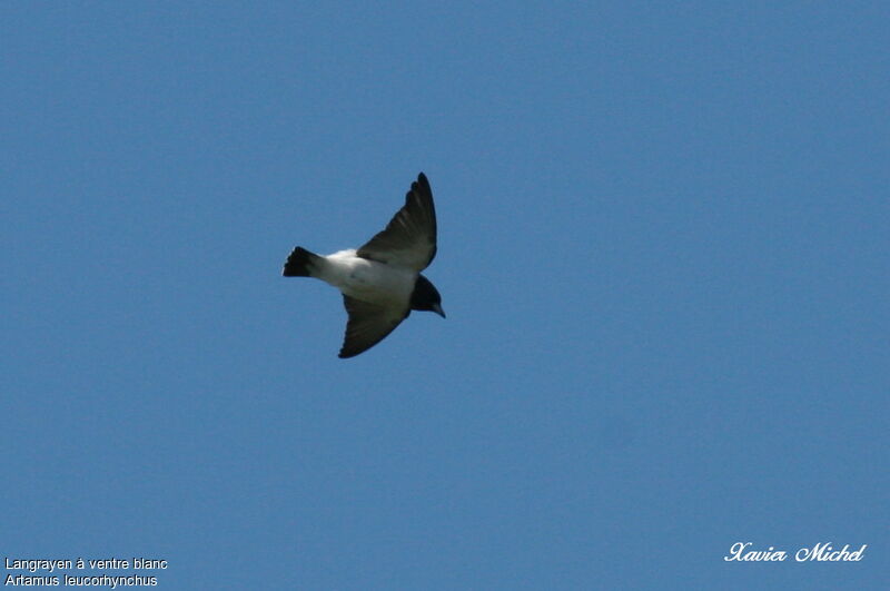 White-breasted Woodswallow, Flight