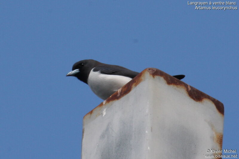 Langrayen à ventre blancadulte, identification