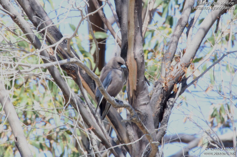 Dusky Woodswallowadult