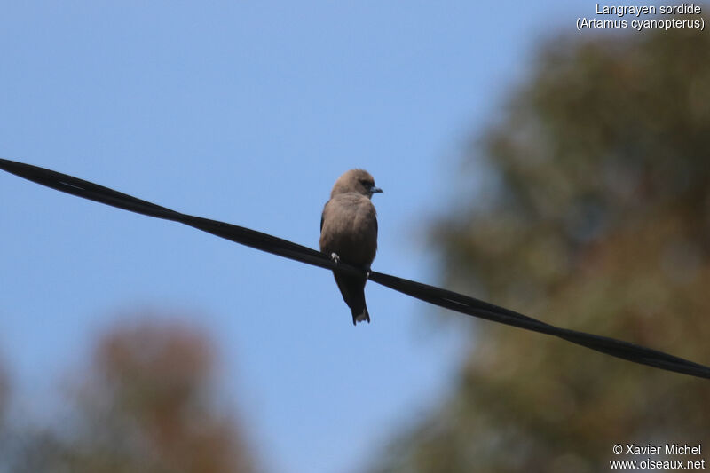 Dusky Woodswallowadult