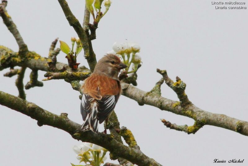 Common Linnet male adult breeding