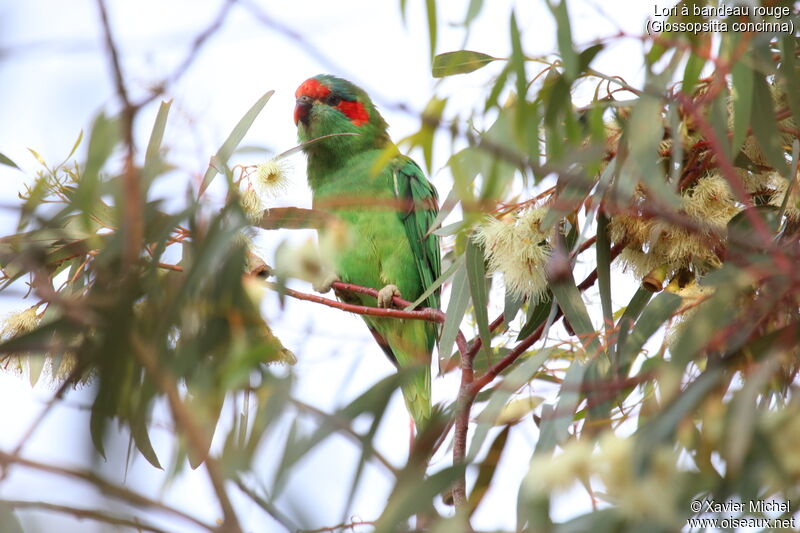 Musk Lorikeetadult, identification