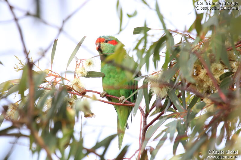 Musk Lorikeetadult