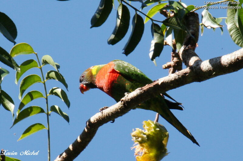 Coconut Lorikeetadult, identification, feeding habits