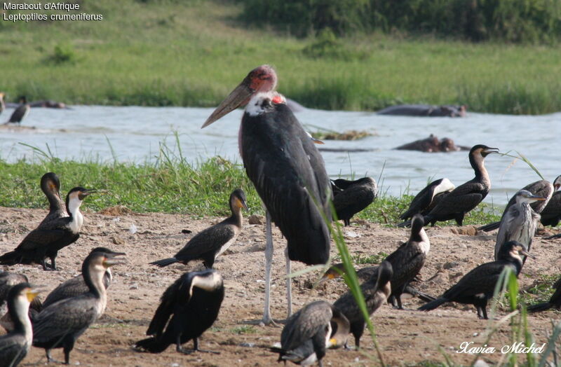 Marabou Stork