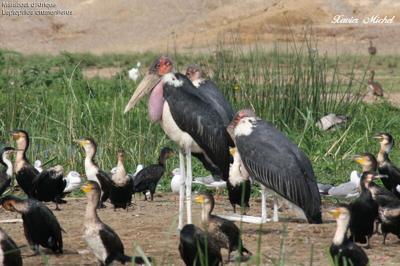 Marabou Stork