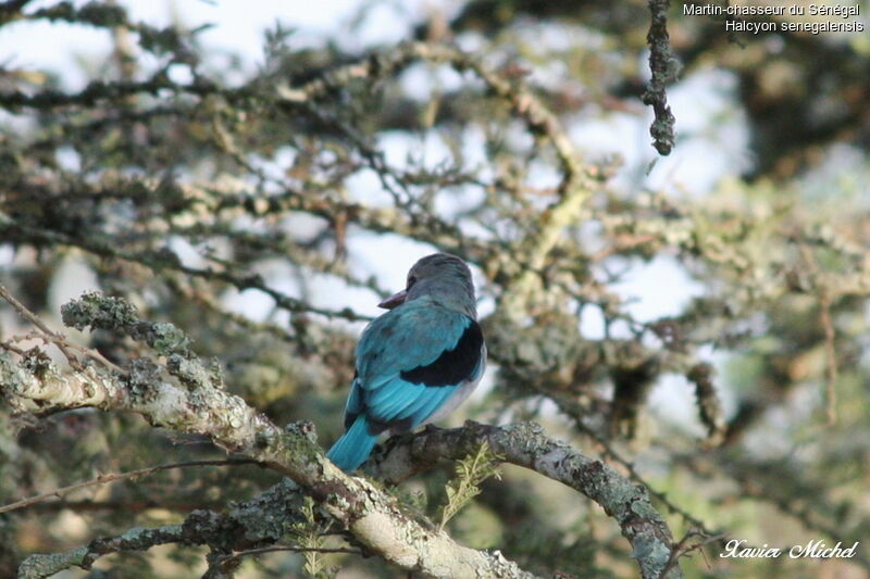 Woodland Kingfisher