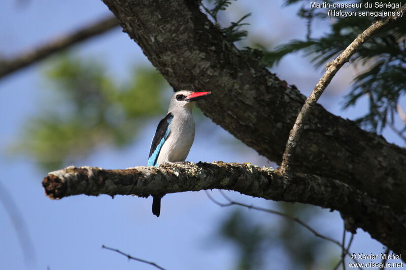 Woodland Kingfisheradult