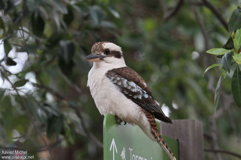 Laughing Kookaburraadult, identification