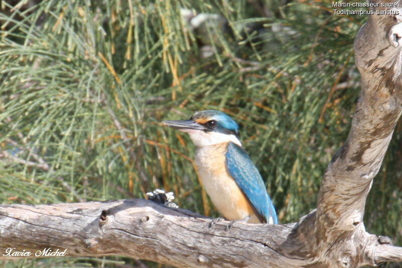 Martin-chasseur sacréadulte, identification