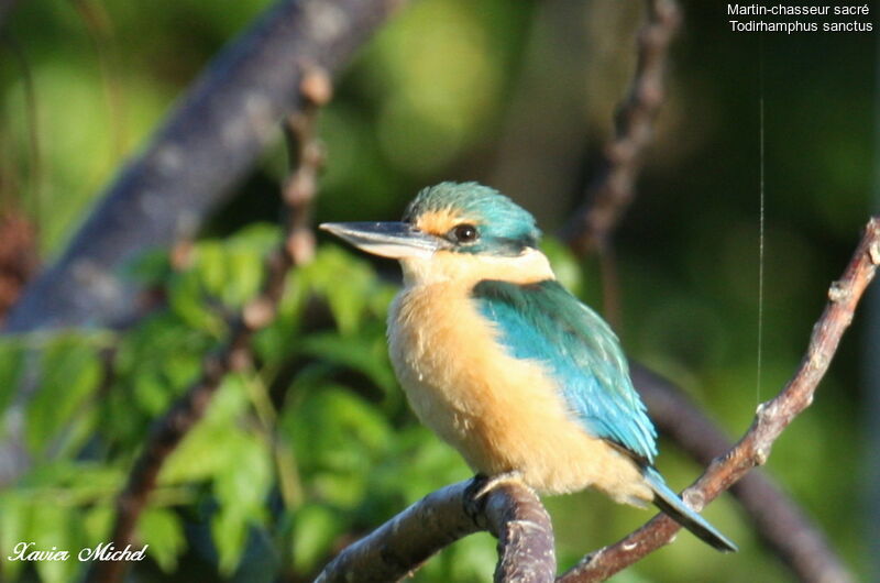 Sacred Kingfisheradult, identification