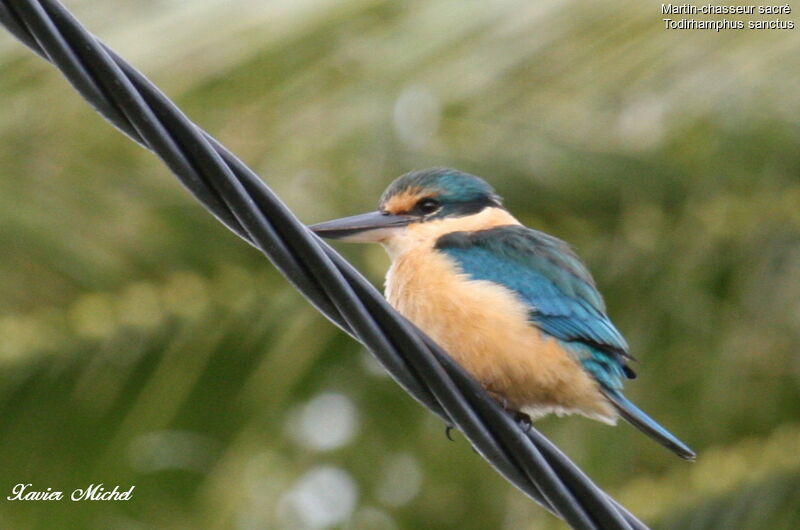 Sacred Kingfisheradult